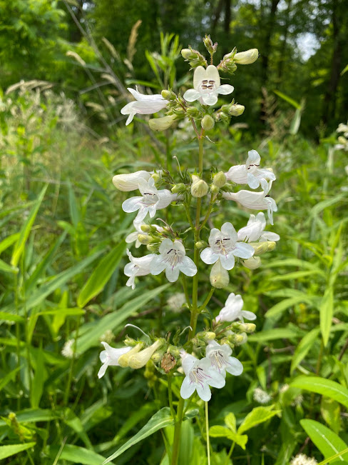 foxglove beardtongue