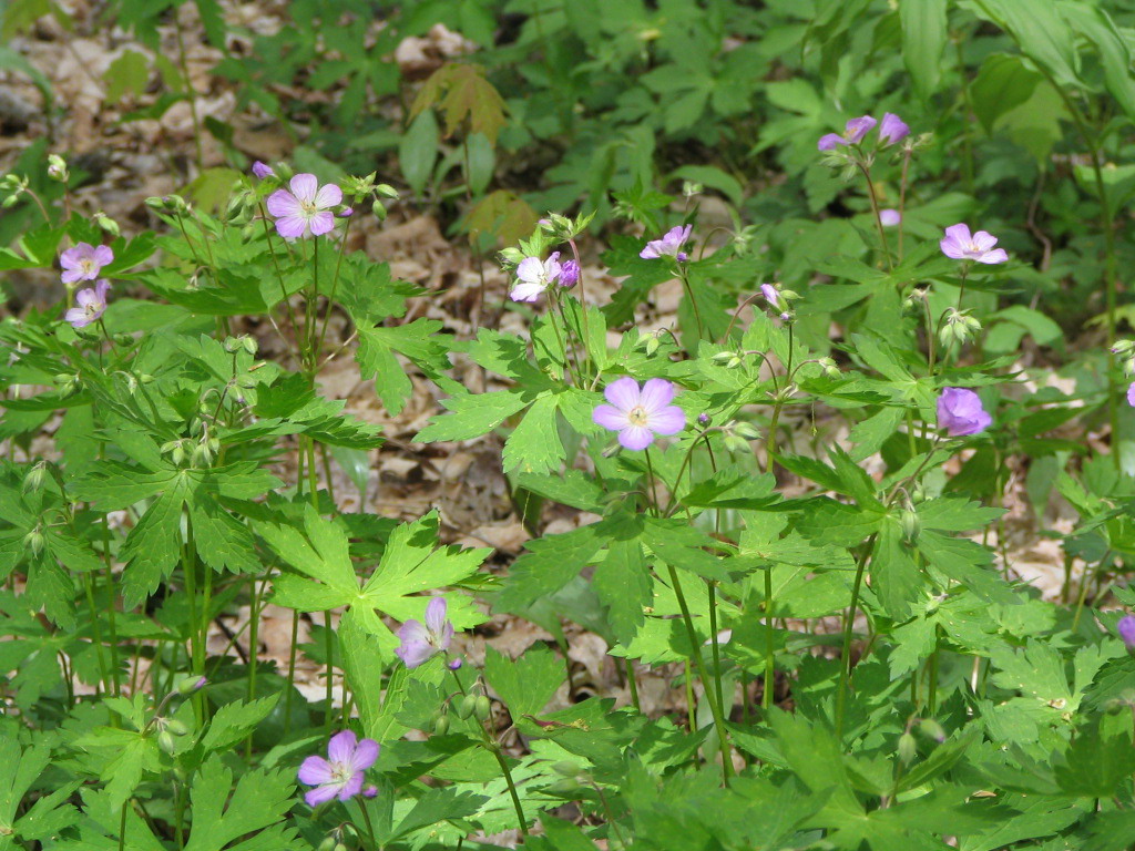 wild geranium