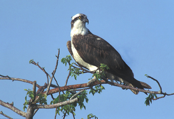 osprey