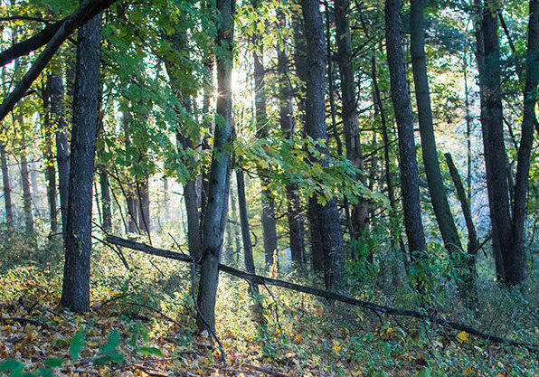 Conservation_ConsultingForestry