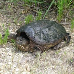 The Wilderness Center – Connecting you with Nature